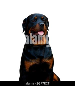 Ritratto di un cane Rottweiler isolati su sfondo bianco. Foto Stock