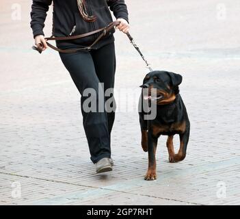 Rottweiler e master a piedi con un guinzaglio Foto Stock