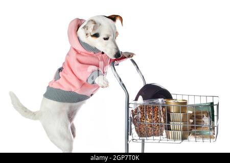 Jack Russell cane spingendo un carrello pieno di cibo su sfondo bianco Foto Stock