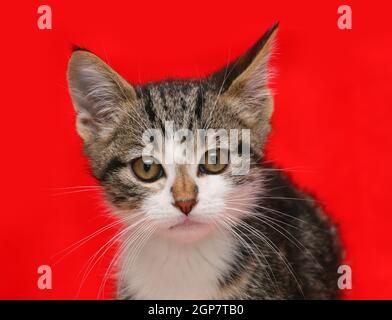 Cucciolo di gatto su sfondo rosso. Foto Stock