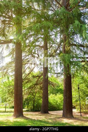 Tre alberi antichi in un parco con raggi solari che si infrangono attraverso i rami. Le conifere sono alberi sempreverdi che servono coni e aghi Foto Stock