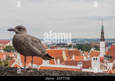 Gabbiano europeo delle aringhe Larus argentatus in un punto di vista a Tallinn, Estonia Foto Stock