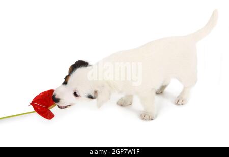 Jack Russell cucciolo giocare con Anthurium rosso su sfondo bianco Foto Stock