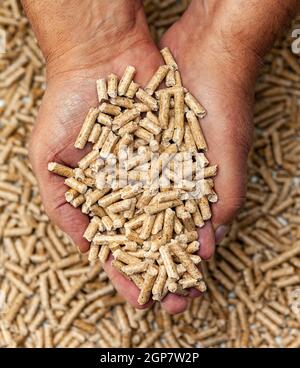 Biocarburanti alternativi da segatura pellet di legno in mani. Foto Stock