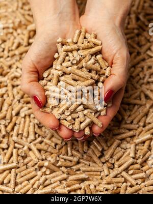 Biocarburanti alternativi da segatura pellet di legno in mani. Foto Stock