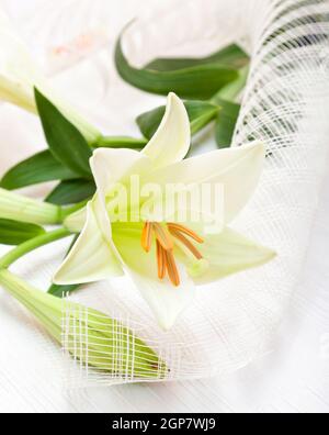 Bella bianca Pasqua lily bouquet di fiori, simbolo religioso della prima santa Comunione. Foto Stock