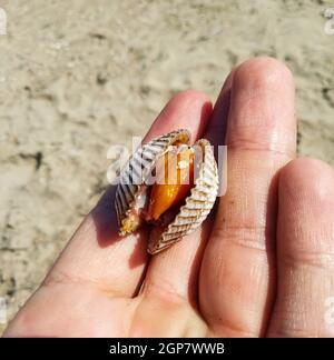 Molto grande di increspatura deliziosi frutti di mare clam rispetto a portata di mano. Foto Stock