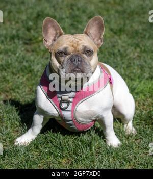 3.5-Year-Old Tan e White Piebald Female Frenchie seduta e guardando la fotocamera. Parco per cani al guinzaglio nella California settentrionale. Foto Stock