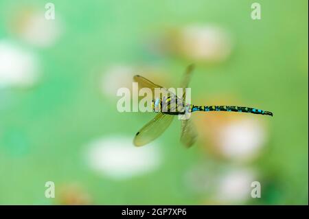 Il falco meridionale (Aeshna cianea) che vola intorno su uno stagno. Dragonfly catturato in volo. Profondità di campo poco profonda. Foto Stock