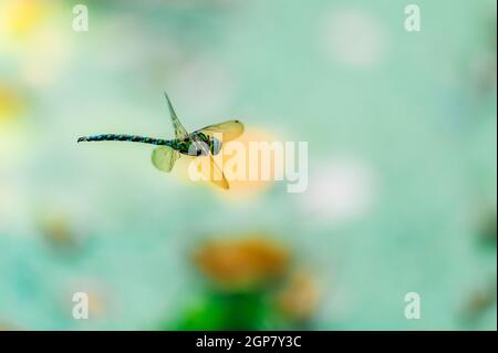 Il falco meridionale (Aeshna cianea) che vola intorno su uno stagno. Dragonfly catturato in volo. Profondità di campo poco profonda. Foto Stock