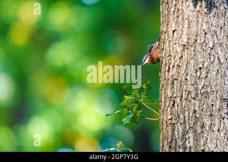 Il nuthatch eurasiatico (Sitta europaea) che si arrampica su un tronco d'albero e si guarda intorno. Bella bokeh naturale con cerchi. Foto Stock