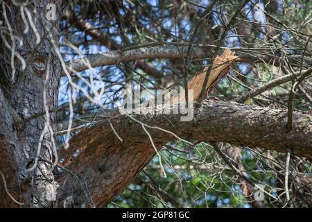 Rotto il ramo di un albero di pino nel parco all'aperto Foto Stock