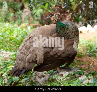 Fat peacock su un prato verde e alberi Foto Stock