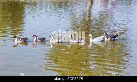 Oche Graylag nuoto nella riga del lago. Foto Stock