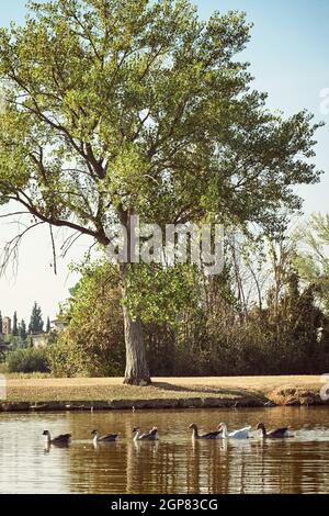 Oche Graylag nuoto nella riga del lago. Foto Stock