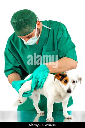 Veterinario esamina il cane hip su sfondo bianco Foto Stock