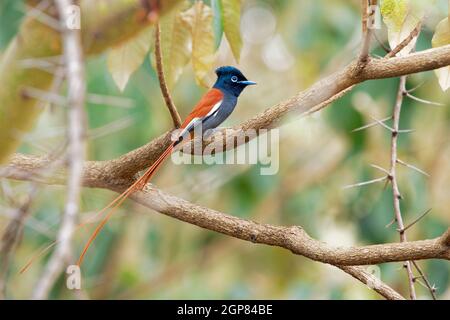 African Paradise-Flycatcher - Terpsiphone viridis un uccello passerino con coda molto lunga e occhio blu nel cespuglio, allevatore residente comune in Africa così Foto Stock