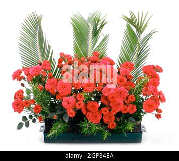 Vaso di fiori con piccole rose rosse e le filiali di Cycas revoluta. Foto Stock