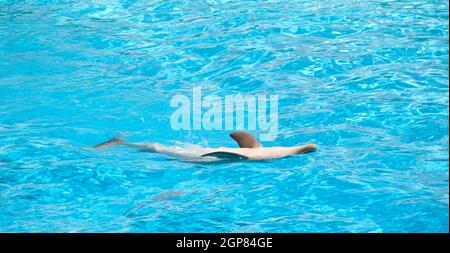 Dolphin il salto nella piscina in posizione supina Foto Stock