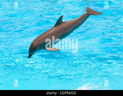 Dolphin saltando in piscina durante lo spettacolo acrobatico Foto Stock