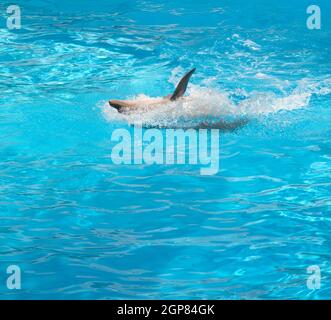 Dolphin il salto nella piscina in posizione supina Foto Stock