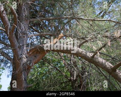 Rotto il ramo di un albero di pino nel parco all'aperto Foto Stock