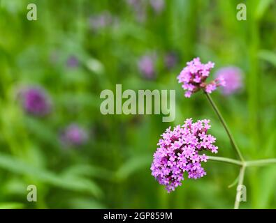 Verbena bonariensis fiore con sfondo verde sfocato nel giardino dei fiori. Questa pianta del fiore è anche conosciuta come purpletop vervain, clubstertop vervain Foto Stock