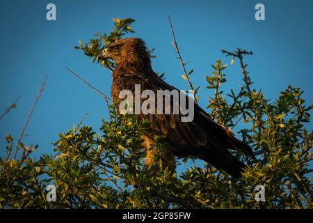 Aquila brulicante di profilo tra rami frondosi Foto Stock