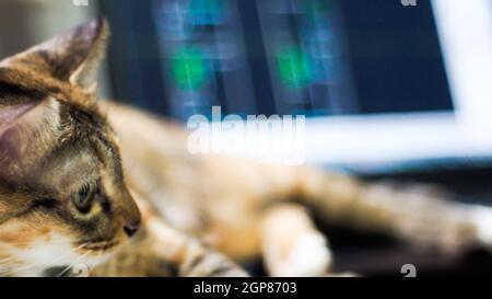 Cute cat sonnecchia sulla mano d'uomo. Pet peloso cuddling fino al suo proprietario e ottenere nel modo del suo lavoro. Freelance lavoro . L uomo è la tastiera del computer Foto Stock