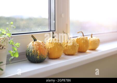 Set di molte piccole zucche decorative giallo verruca diverse su davanzale bianco all'interno di casa. Halloween casa stagionale tradizionale Foto Stock