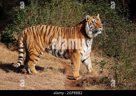 Alert tigre del Bengala (Panthera tigris bengalensis) in Early Morning Light Foto Stock