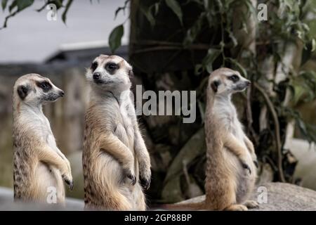 Primo piano su tre meerkat carino che piccolo animale suo in piedi per allertare guardare in avanti su un piccolo legno che mettere su terreno naturale rock con blur nat Foto Stock