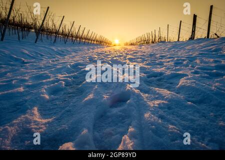 Inverno neve strada in vigneto paesaggio con stella del sole Foto Stock