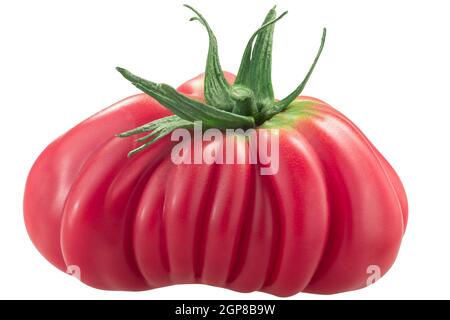 Tlacolula Ribbed pomodoro di telaio di cigno isolato Foto Stock