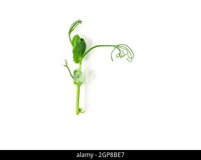 Micro green - germogli di piselli isolati su sfondo bianco. Vista dall'alto o piatta. Foto Stock