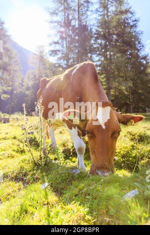 Vacca è in piedi su un prato idilliaco delle Alpi in Europa, Austria Foto Stock