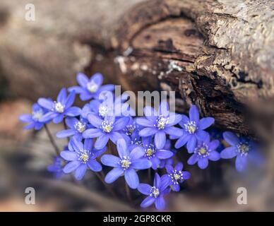 Fiori in fiore di Anemone hepatica (SYN. Hepatica nobilis) stanno crescendo sotto l'albero che cade in primavera Foto Stock