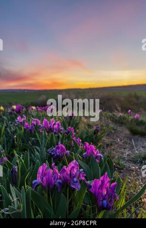 Iris nano a Pusty kopec u Konic vicino a Znojmo, Moravia meridionale, Repubblica Ceca Foto Stock