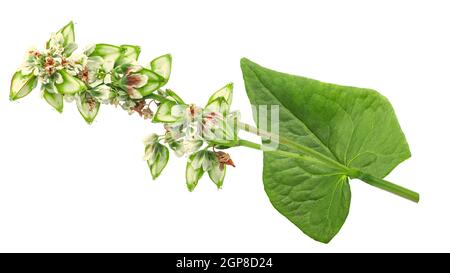 Grano saraceno in fiore con semi non maturi (Fagopyrum esculentum) isolato Foto Stock