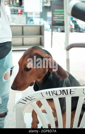 Un cane nero e marrone seduto in una sedia di plastica bianca con la scrittura su di esso Foto Stock