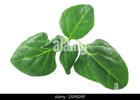 Foglie di spinaci della Nuova Zelanda (Tetragonia tetragonoides fogliame) isolate Foto Stock