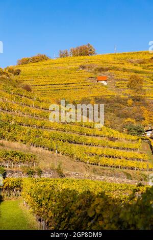 Regione vinicola Wachau al momento della vendemmia in Austria Foto Stock