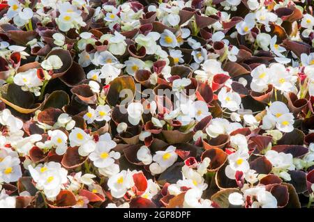 Begonia Devil Bronzo foglia Bianco un semperflorens begonia con foglie di bronzo per lettiera o contenitori un semidolce annuale che fiorisce in estate Foto Stock