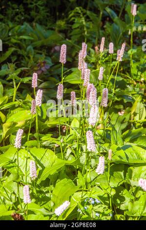 Persicaria bistorta Polygonum bistorta Superba è una perenne sempreverde con punte di fiori rosa ed è completamente rigida Foto Stock