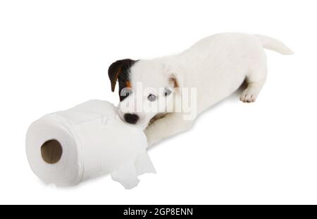 Jack Russell cucciolo catturati in riproduzione in carta igienica Foto Stock