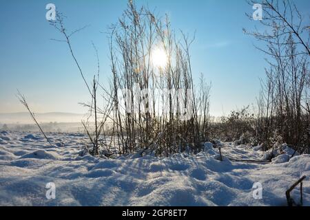 Il sole splende dietro l'erba alta in inverno con molta neve nella natura da Spessart, Baviera, Germania, con la nebbia mattutina nella valle Foto Stock