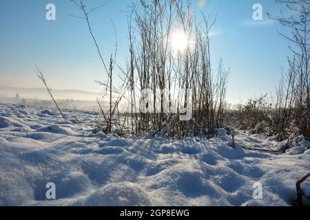 Il sole splende dietro l'erba alta in inverno con molta neve nella natura da Spessart, Baviera, Germania, con la nebbia mattutina nella valle Foto Stock