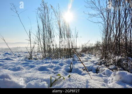 Il sole splende dietro l'erba alta in inverno con molta neve nella natura da Spessart, Baviera, Germania, con la nebbia mattutina nella valle Foto Stock
