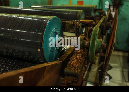 Rullo pesante macchina per lavorazione tè fabbrica, alcune foglie essiccate su rusty parti di apparecchi. Foto Stock