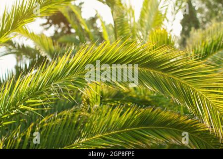 Foglie di palma verde, il sole splende sullo sfondo, solo poche lame fuoco astratto sfondo tropicale. Foto Stock